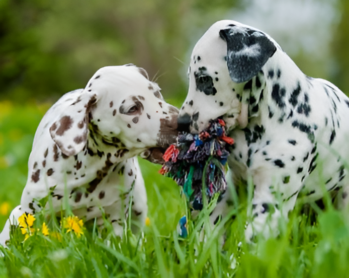 Two dalmatian dogs playing with a toy in the grass.