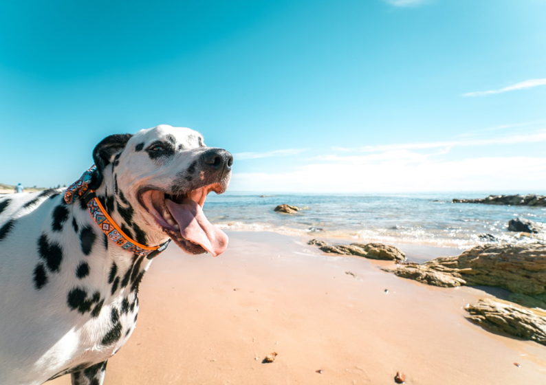 A dalmatian dog standing on the beach with his mouth open.