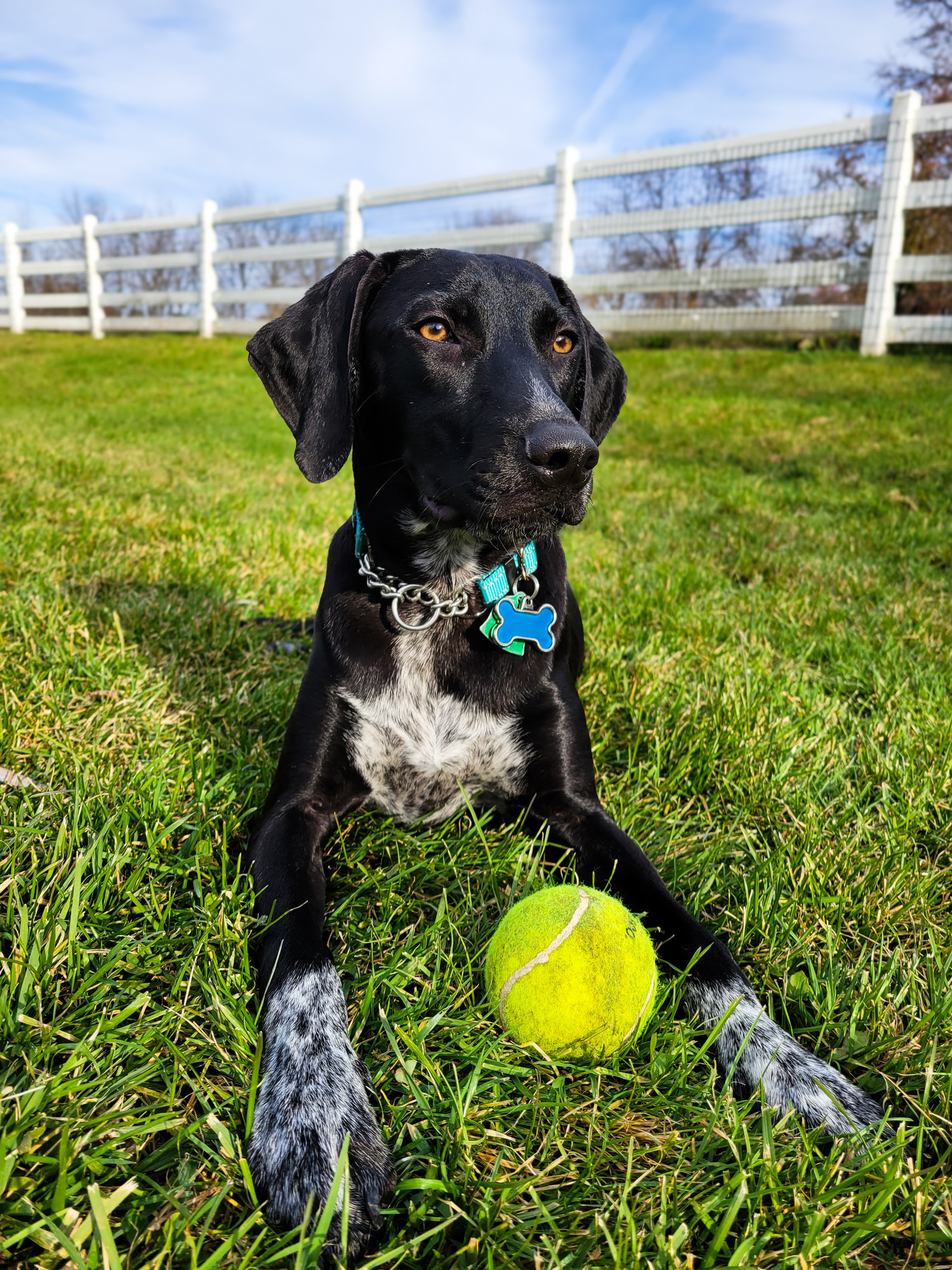 A black dog sitting in the grass with a ball.