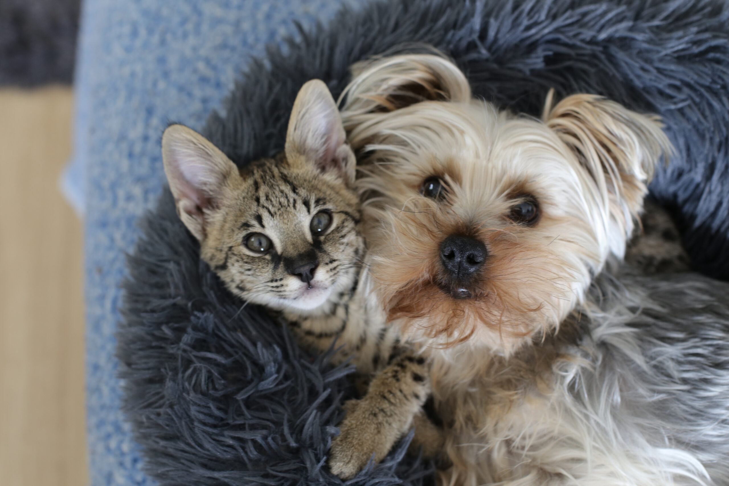 A cat and dog laying in the middle of a bed.