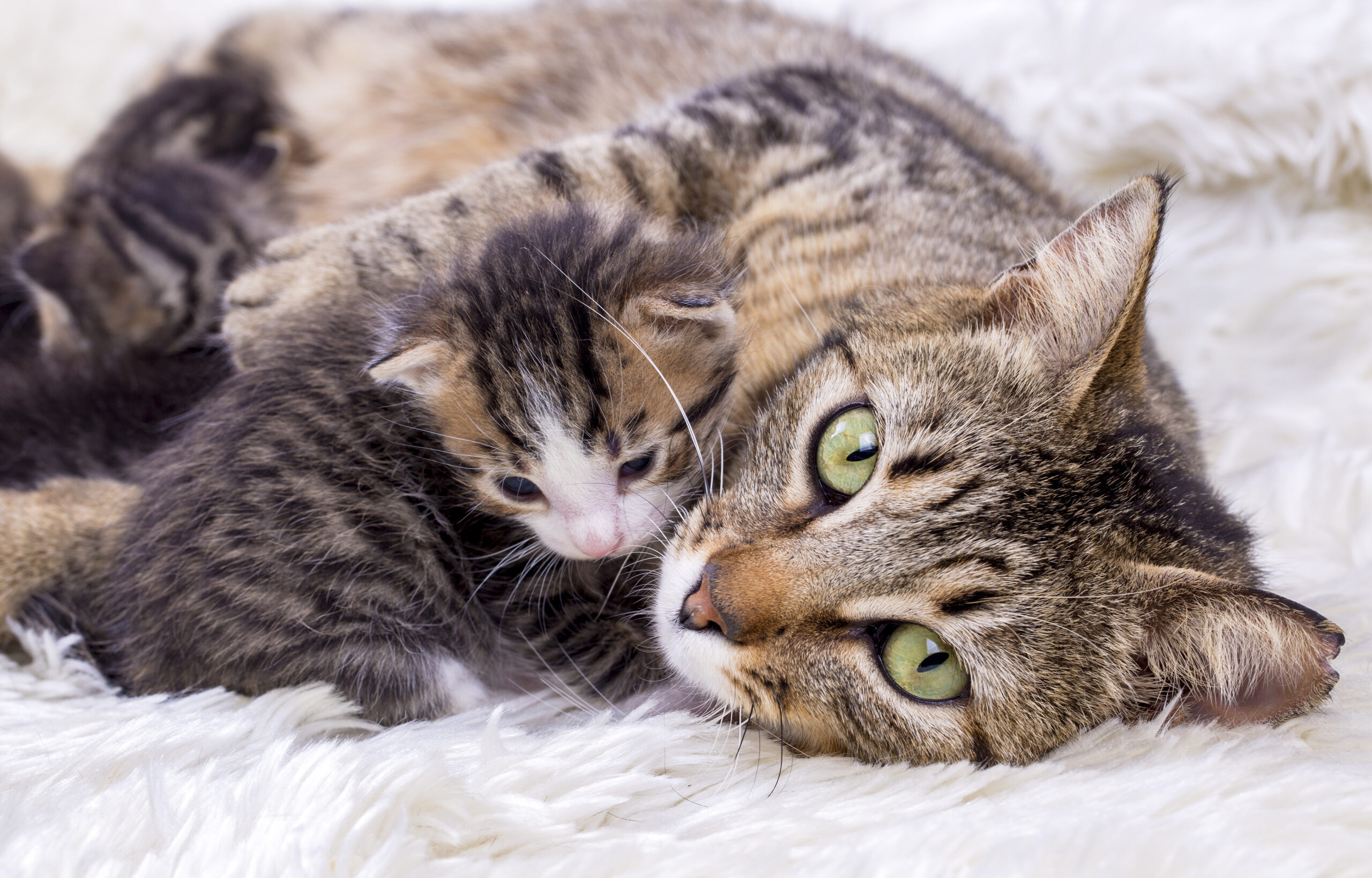 A cat and kitten laying on the floor together.